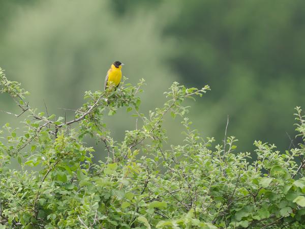 <h3><a href="/trips/Greece/biota/animalia/chordata/aves/040 passeriformes/126 emberizidae/emberiza melanocephala/emberiza melanocephala-nl.html">Emberiza&nbsp;melanocephala</a> / Black‑headed&nbsp;bunting / Zwartkopgors</h3>OM-1 Mark II met OLYMPUS M.150-400mm F4.5, 1/2000 sec  bij F4.5, ISO 1000, afstand 51.9&nbsp;m